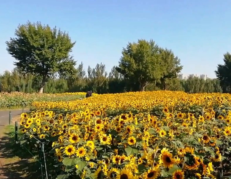 沈阳和平体育公园游玩攻略3