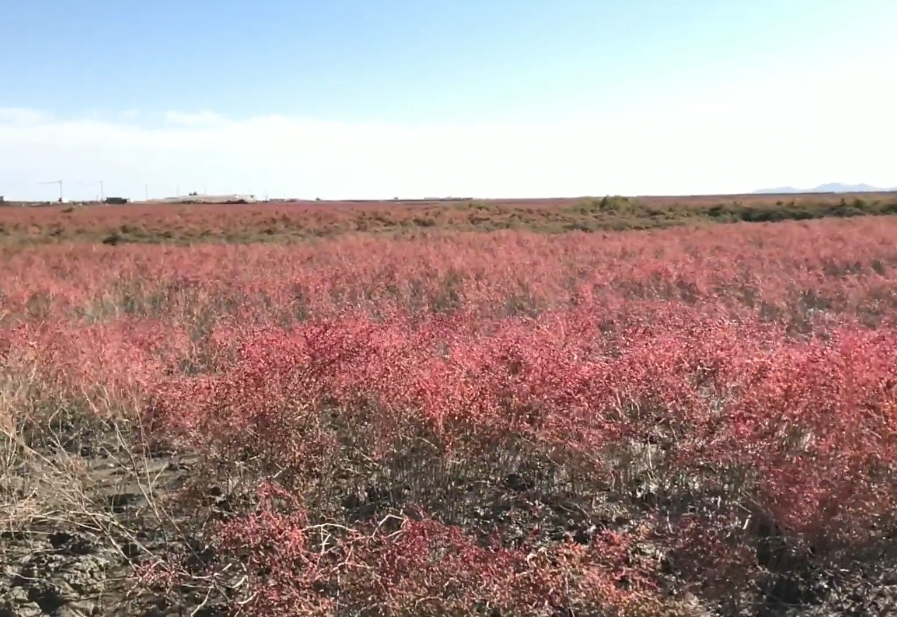 大连庄河红海滩游玩攻略1
