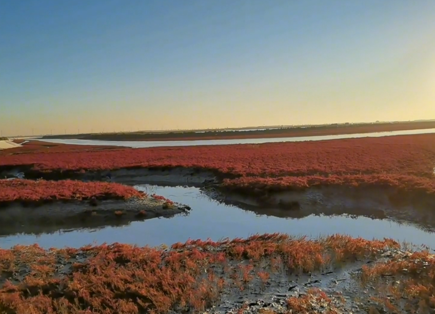 大连庄河红海滩游玩攻略2