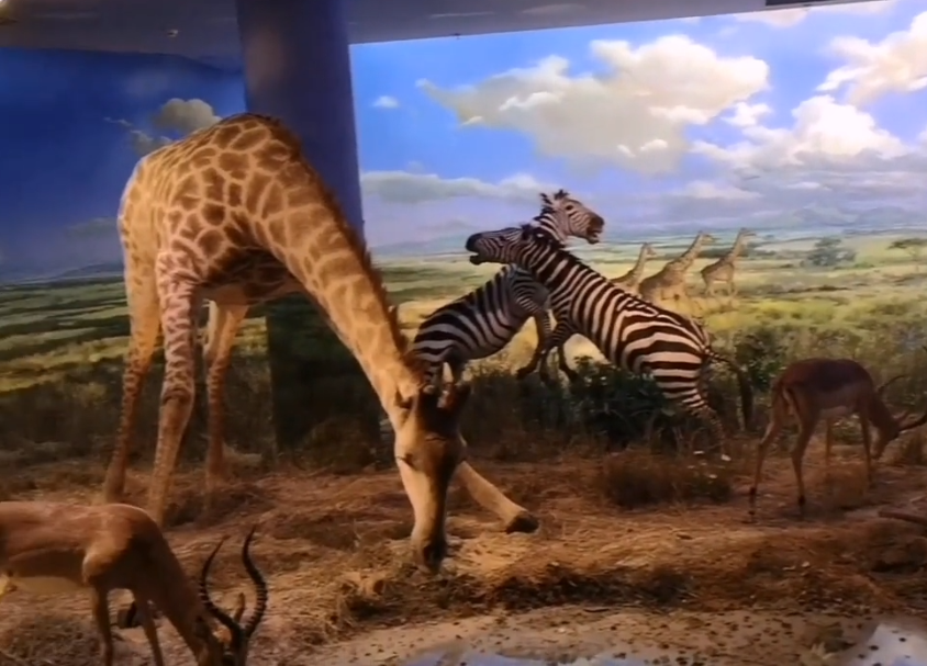 大连大连自然博物馆游玩攻略2