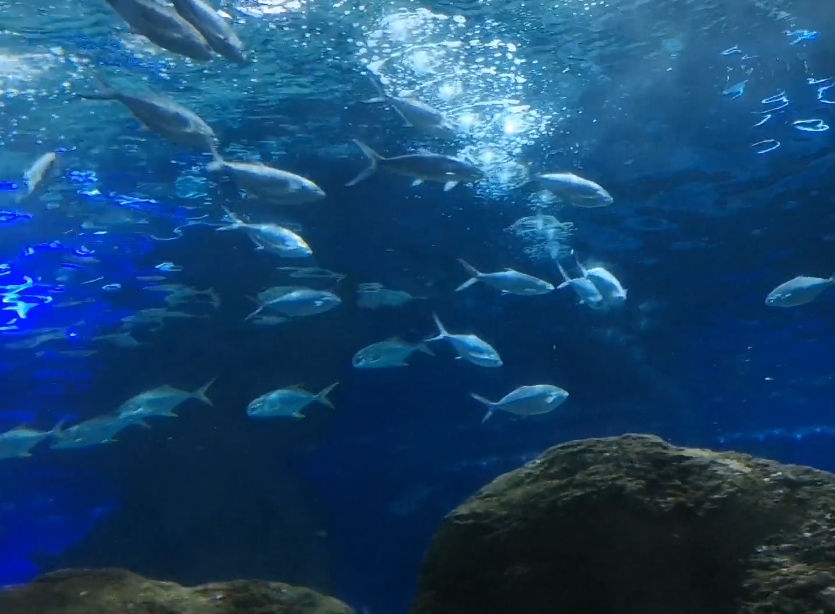 大连圣亚海洋世界游玩攻略2