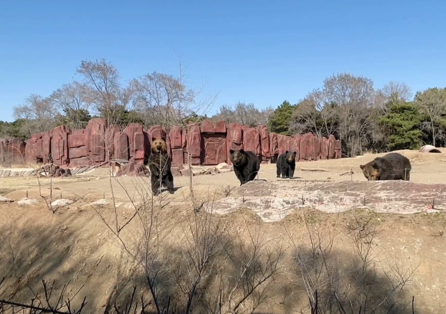 沈阳沈阳森林动物园游玩攻略2