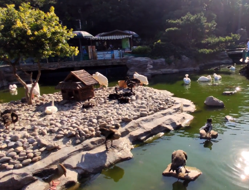 大连老虎滩鸟语林游玩攻略1