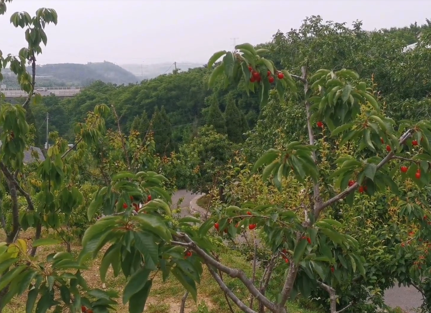 大连后石樱桃采摘园游玩攻略1