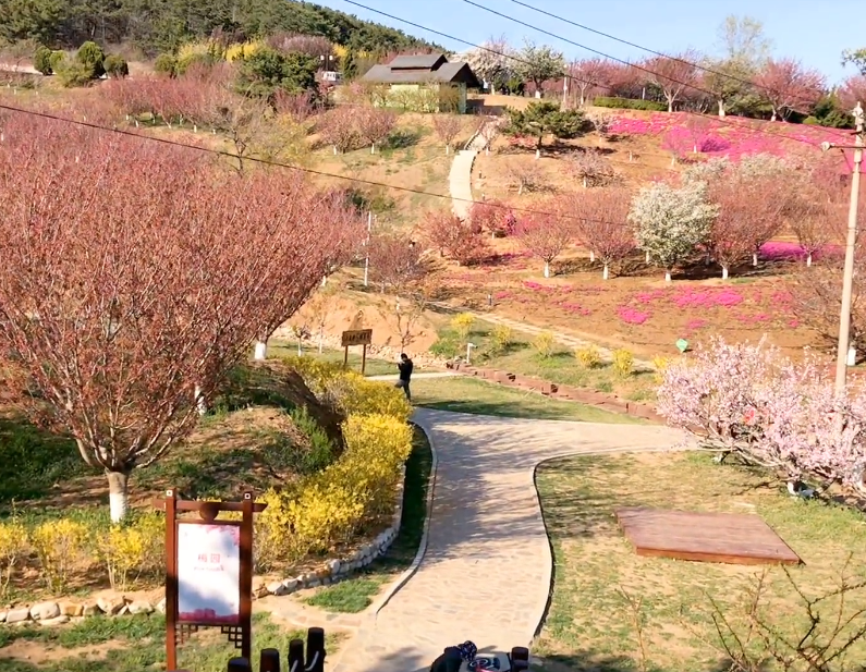 大连二零三樱花园游玩攻略2