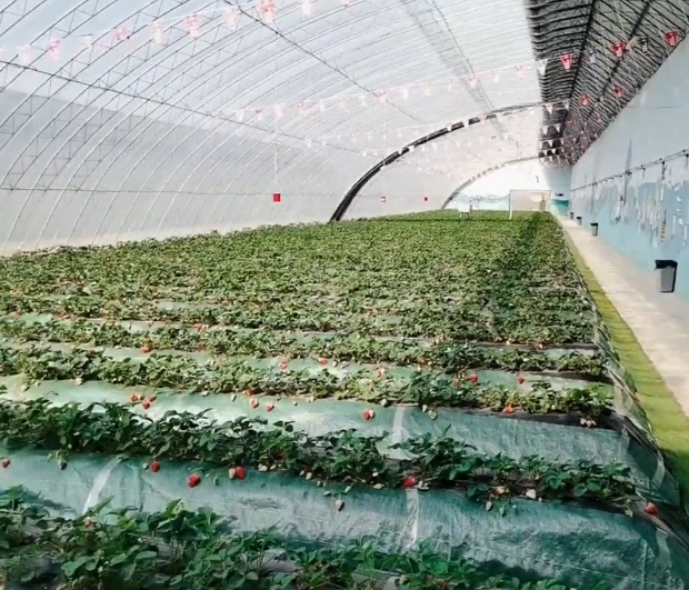 大连龙德李生态园游玩攻略2