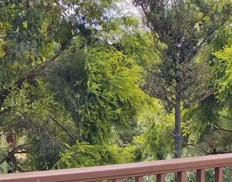 大连菊香园农家院游玩攻略1