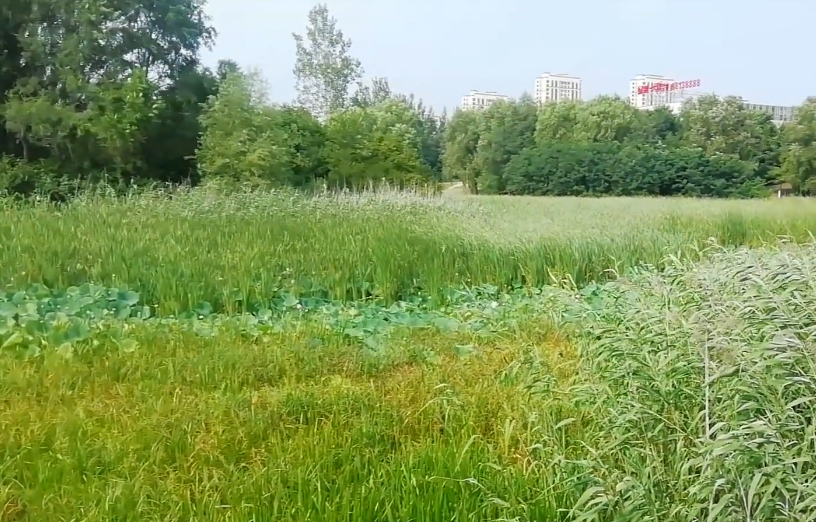 沈阳蒲河大溪地公园游玩攻略3