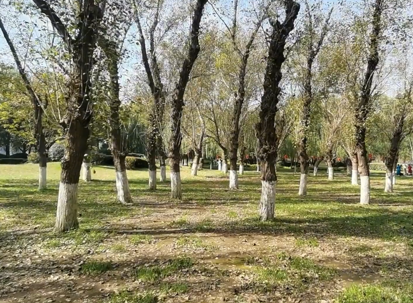 沈阳沈水湾公园游玩攻略3