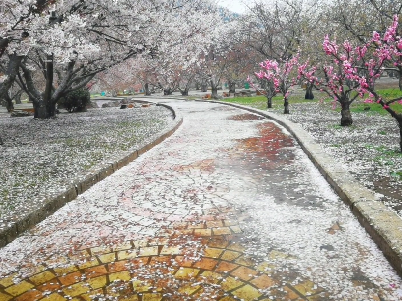 大连龙王塘樱花园游玩攻略1