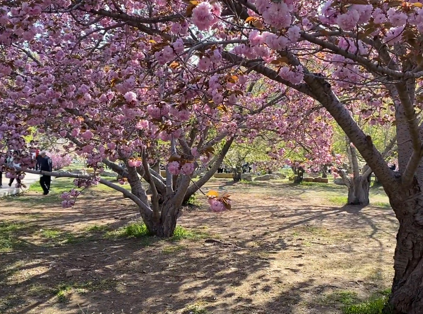 大连龙王塘樱花园游玩攻略2