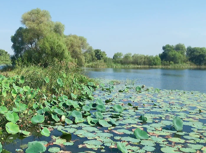 沈阳七星湿地公园游玩攻略3