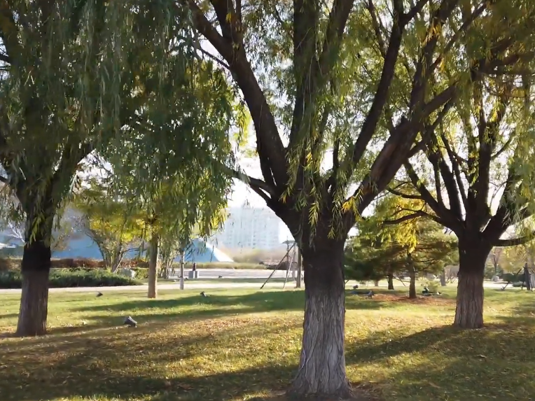 榕树广场游玩攻略1