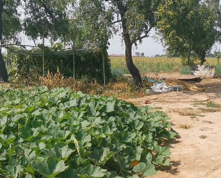 魏捷农家院游玩攻略1