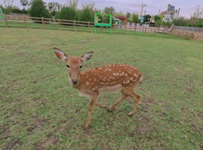 七里海麋鹿园游玩攻略1