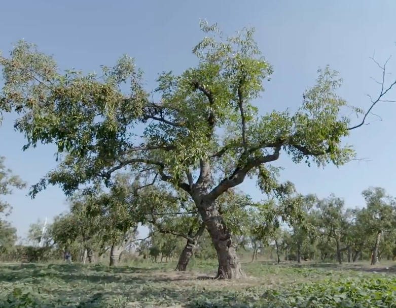崔庄皇家枣园游玩攻略1