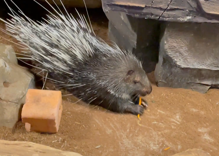 噜哈森林RUHZOO动物乐园游玩攻略1