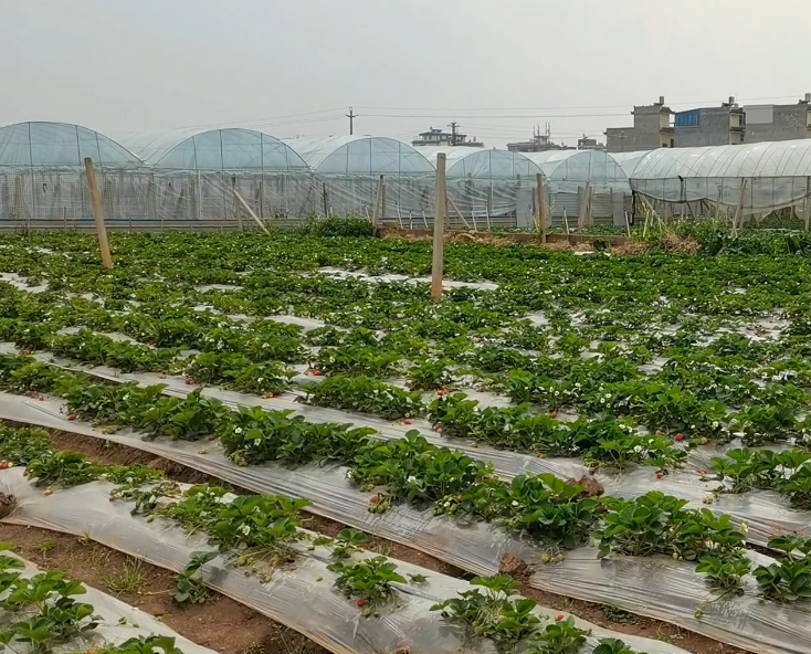 福霞生态园游玩攻略1