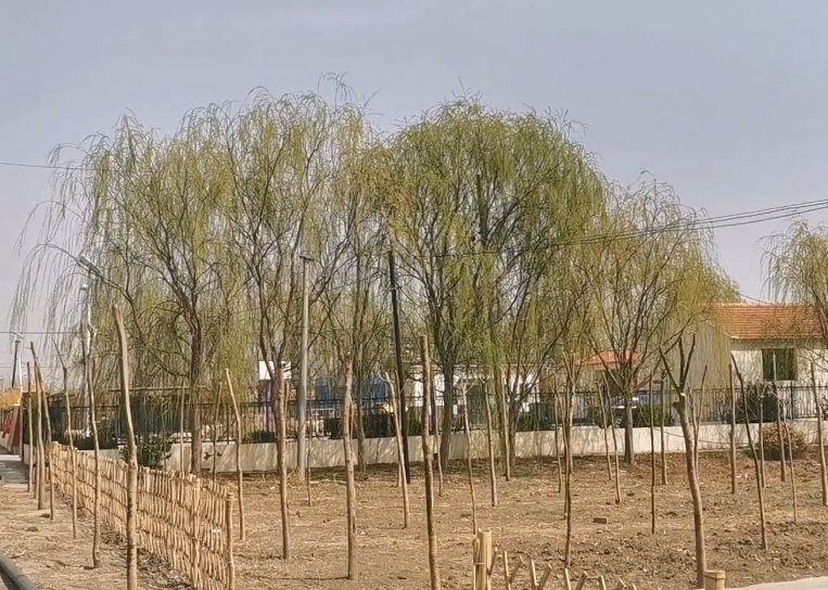 西双庄园游玩攻略1