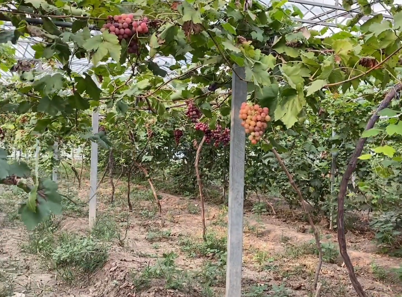 葡萄谷生态园游玩攻略1