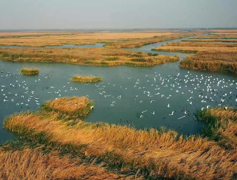 七里海鸟岛游玩攻略1