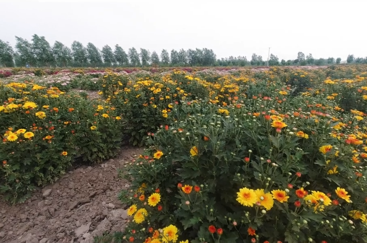 星期六美式农场游玩攻略1