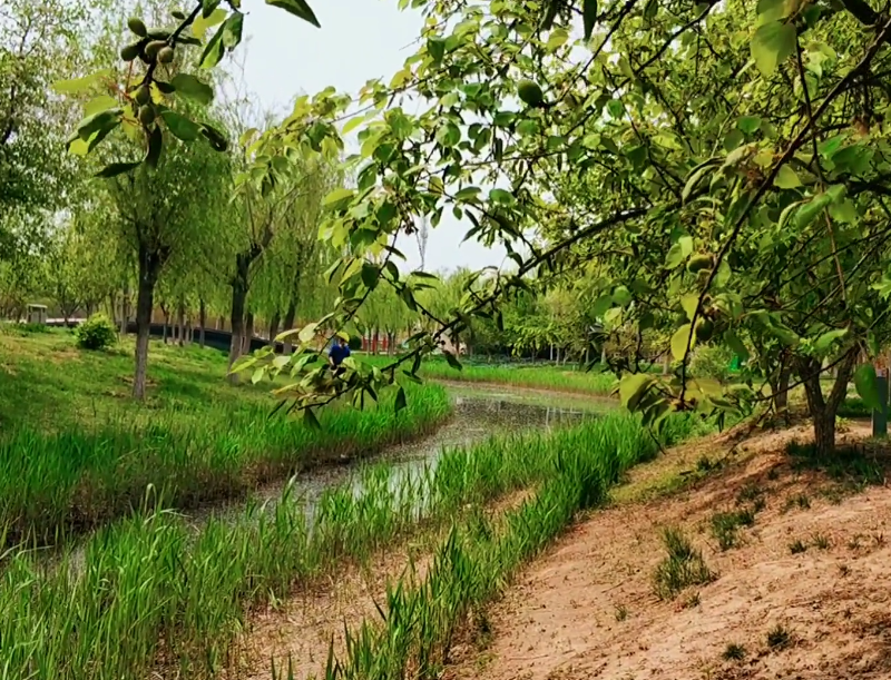 卫津河公园游玩攻略1