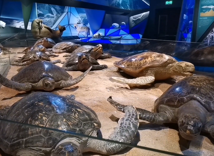 国家海洋博物馆游玩攻略1