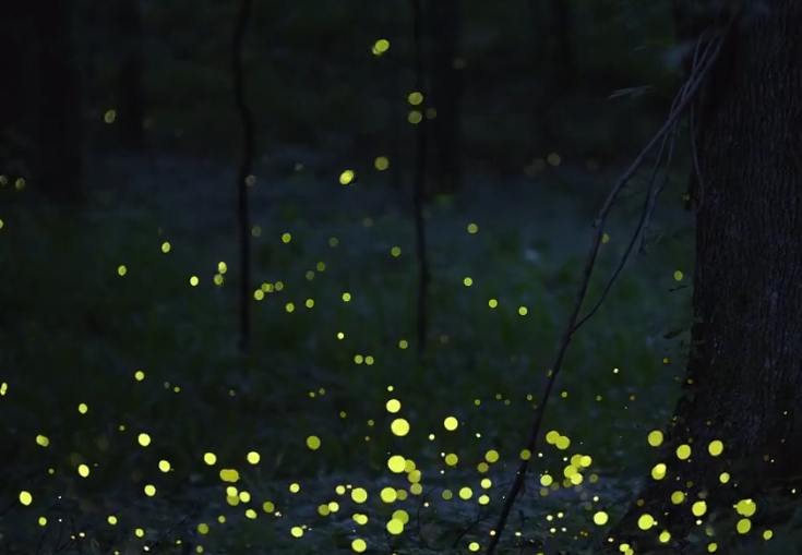 萤火虫体验馆游玩攻略1