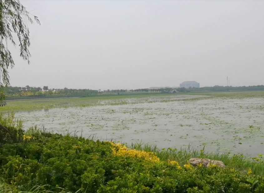 东丽湖风景区游玩攻略1