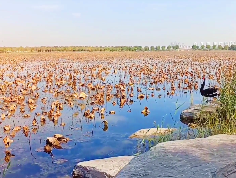 东丽湖旅游度假区游玩攻略1
