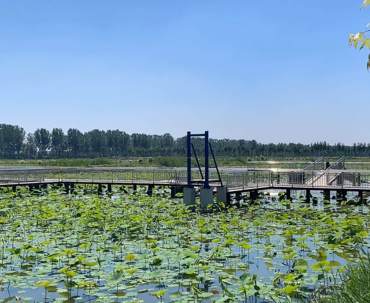 蓟州万亩荷塘游玩攻略1