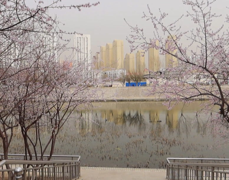 桃花堤公园游玩攻略1