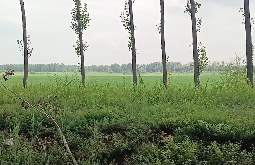 秦城古城遗址游玩攻略1