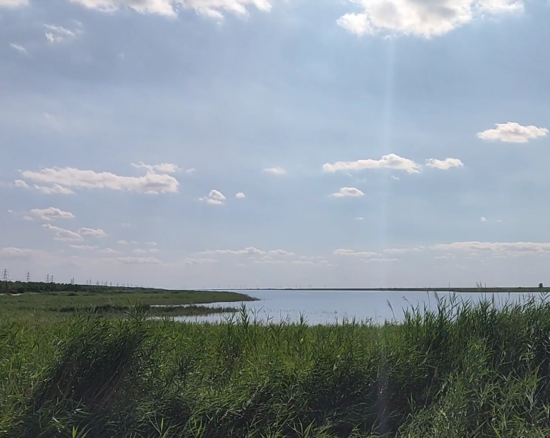 北大港湿地游玩攻略1