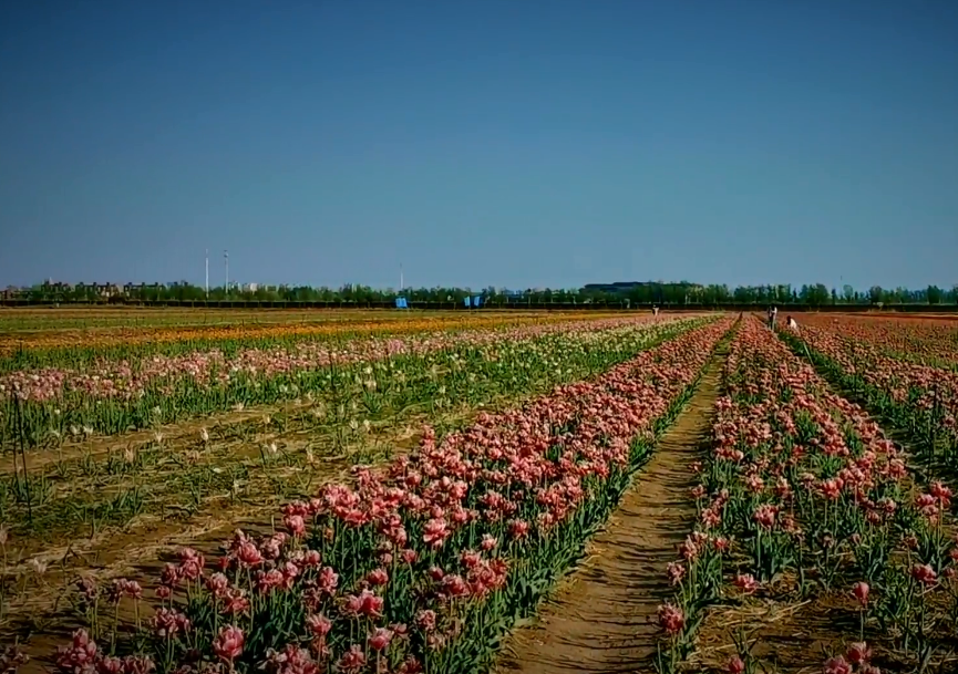 双街花卉博览园游玩攻略1