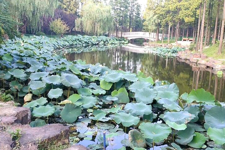 上海闵行七宝老街游玩攻略1