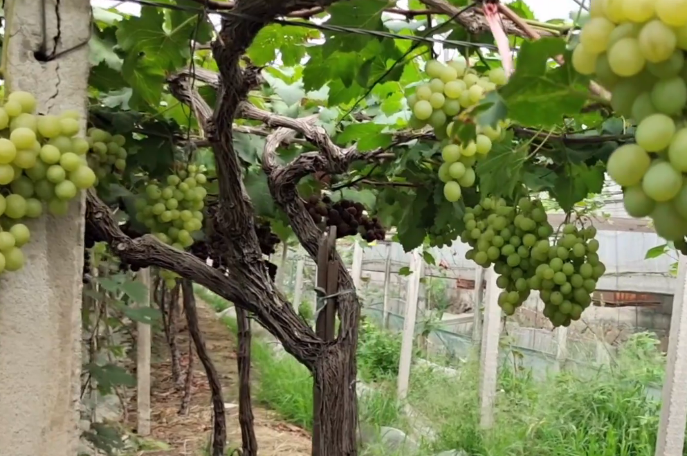 北京旅游景点:密云金地庄园1