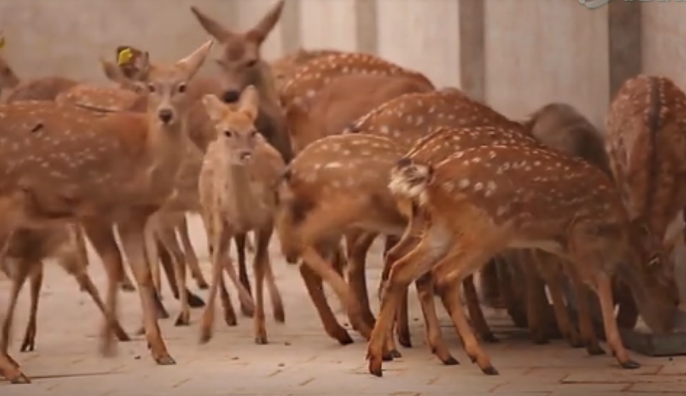 北京旅游景点:金鹿家园1