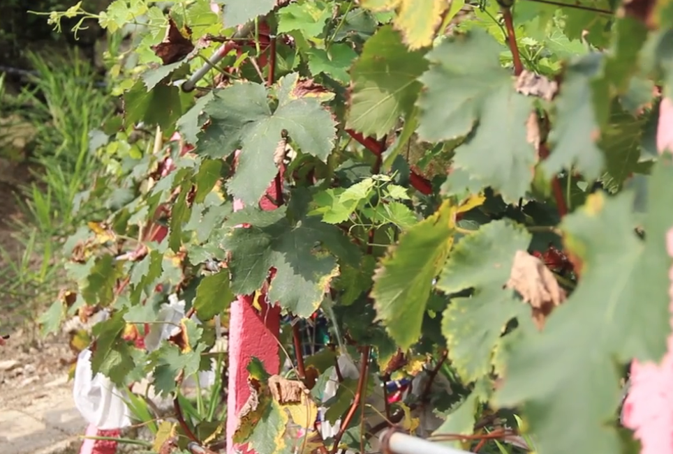 北京旅游景点:绿禄生态园1