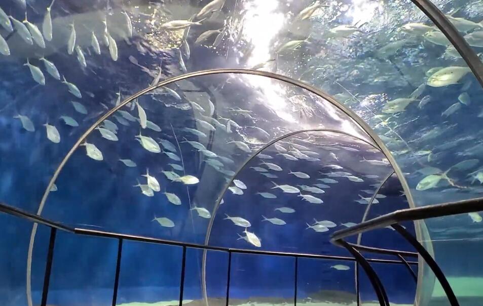 浦东上海海洋水族馆游玩攻略1