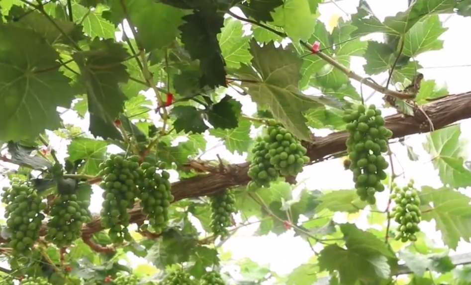 北京旅游景点:世界葡萄博览园1