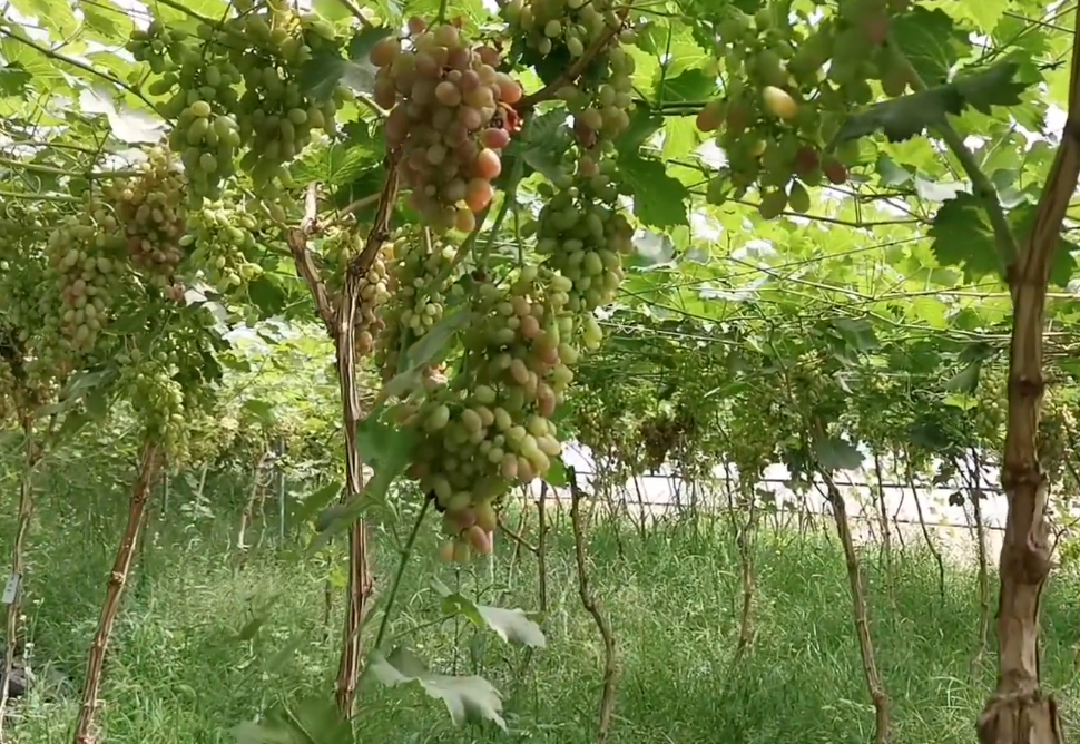 北京旅游景点:岩石庄园1