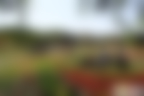 北京旅游景点:淀园花谷1