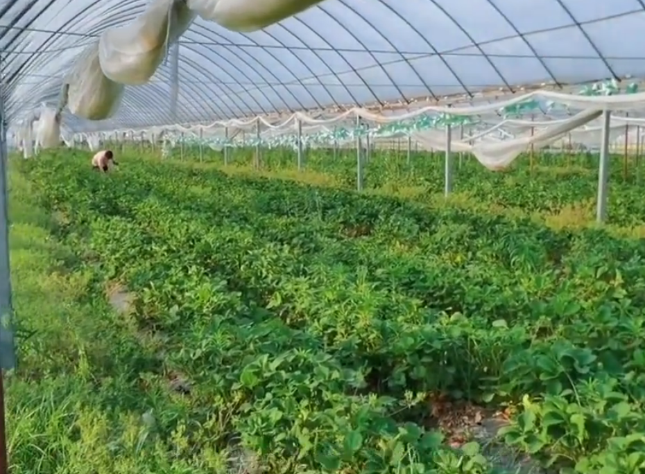 北京旅游景点:南山圣水采摘园1