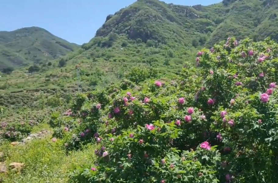 北京旅游景点:密云玫瑰情园1