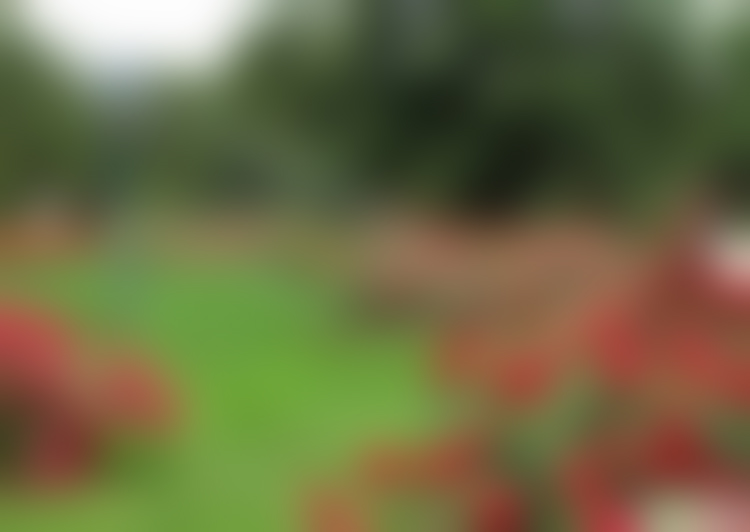 北京旅游景点:北京玫瑰园1