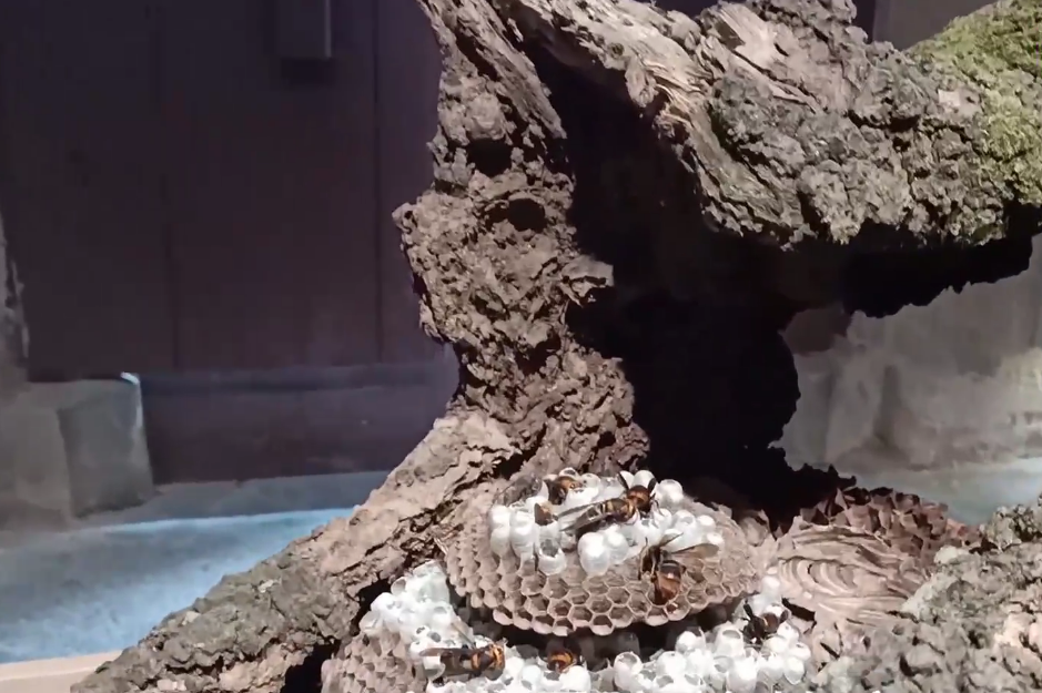 北京旅游景点:蜜蜂王国博物馆1