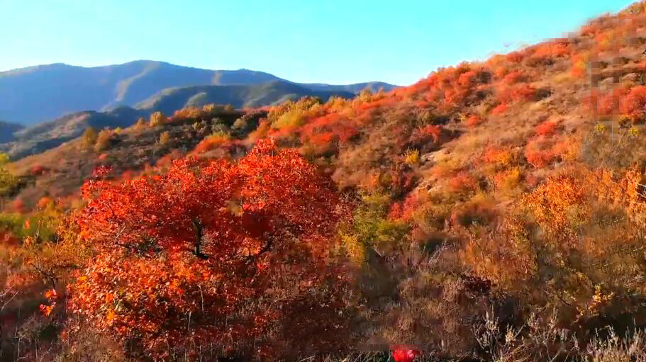 北京旅游景点:八达岭国家森林公园(生态林区)1