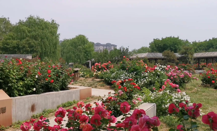 北京旅游景点:大兴月季主题园1